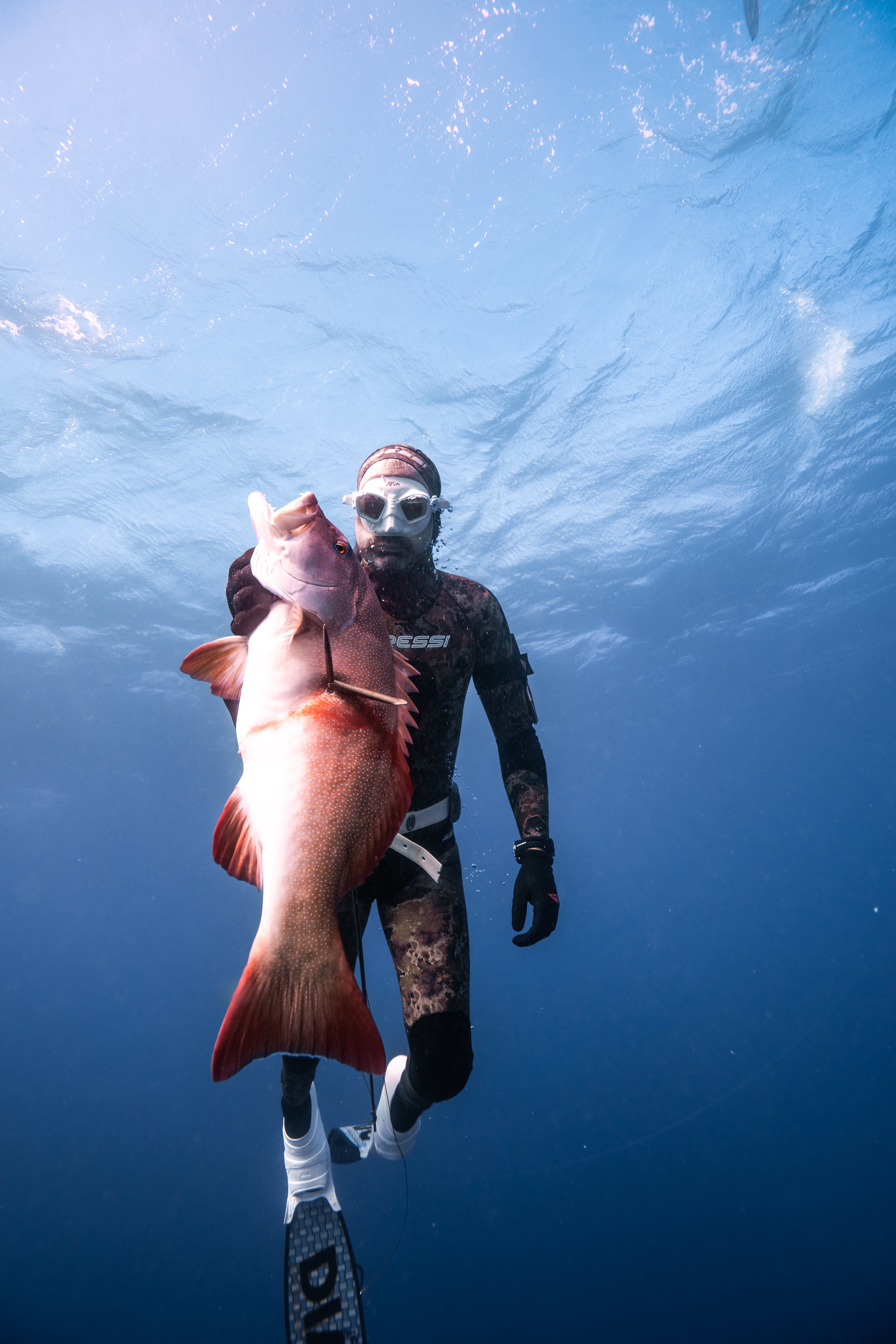 Interested in starting spearfishing but unsure where to start